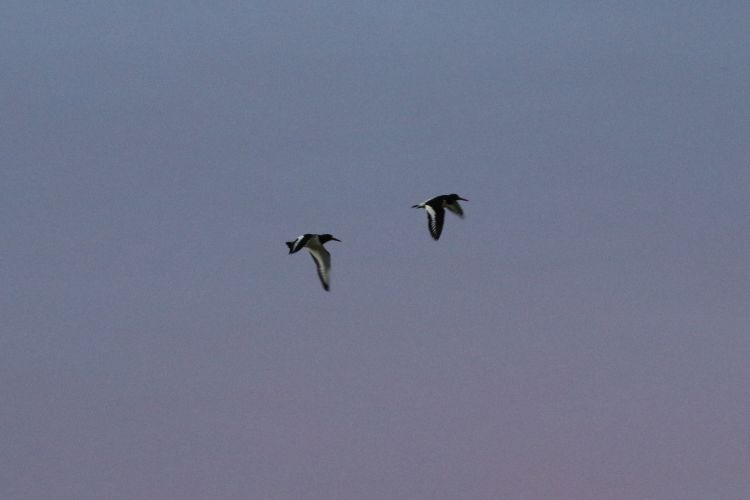 Oystercatchers overhead